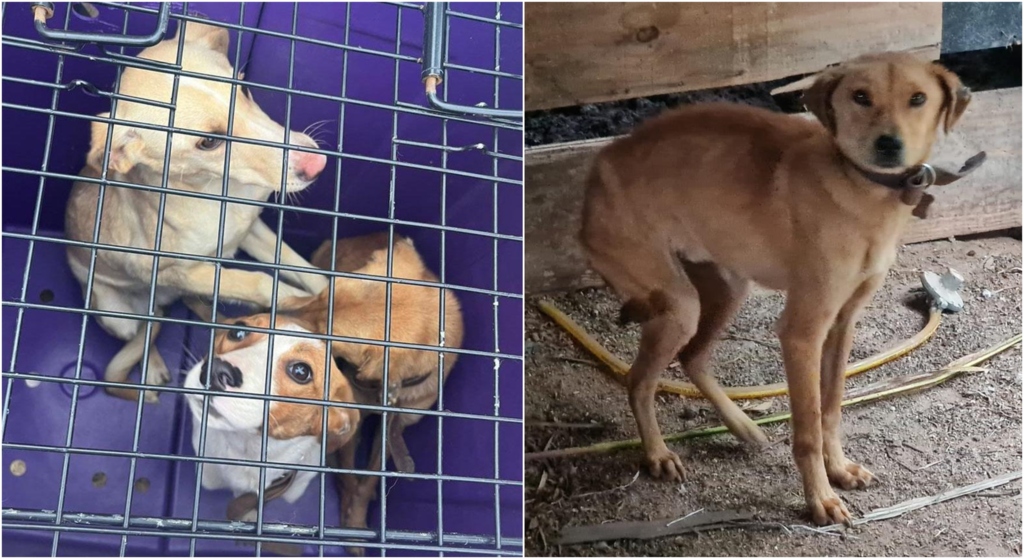 Cães vítimas de maus-tratos são resgatados em estado de desnutrição