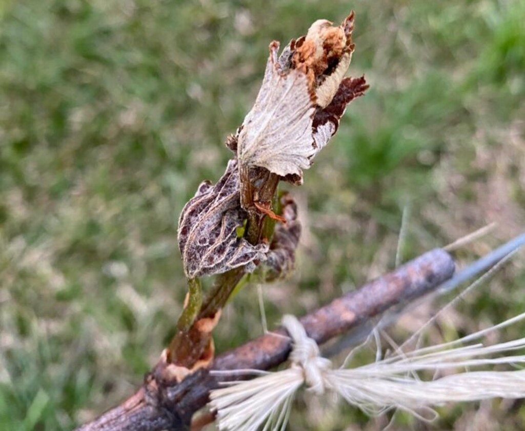 Fogueiras aquecem vinhedos e salvam produção de vinhos de altitude em Santa Catarina