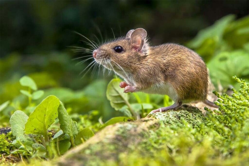 Três pessoas morreram, uma na Serra