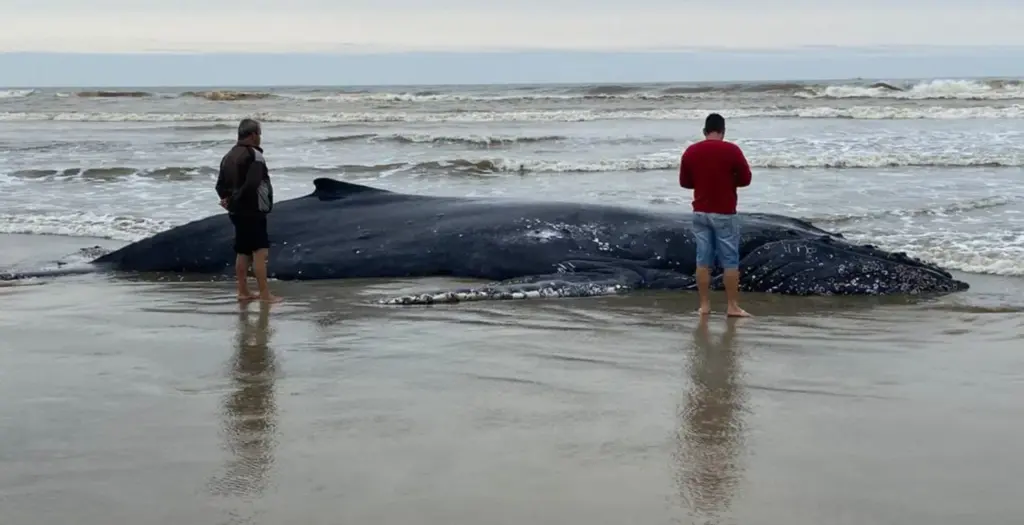 Mais um encalhe de Baleia Jubarte em praia de SC