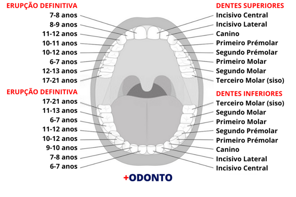 Nome dos dentes: você sabe quais são e quais as funções de cada um?