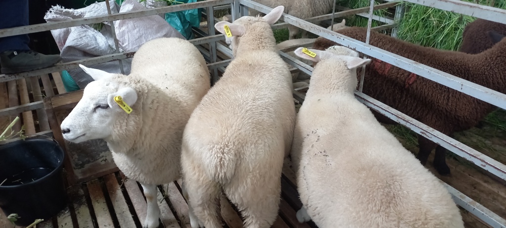 Painel qualifica a produção de ovinos