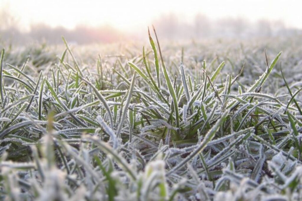 Novembro chega com frio e geada negra na Serra Catarinense