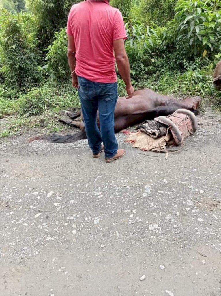 Choque entre cavalos deixa uma menina em estado grave, no Alto Vale