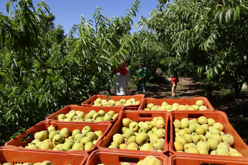 Carlos Queiroz - Maior volume de frutas começam a chegar às indústrias na próxima semana