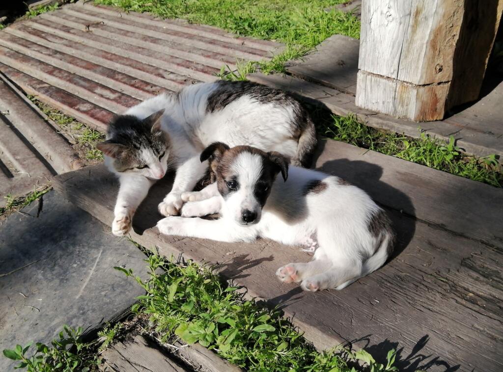 Cachorro e gato: confira dicas para facilitar a convivência entre eles