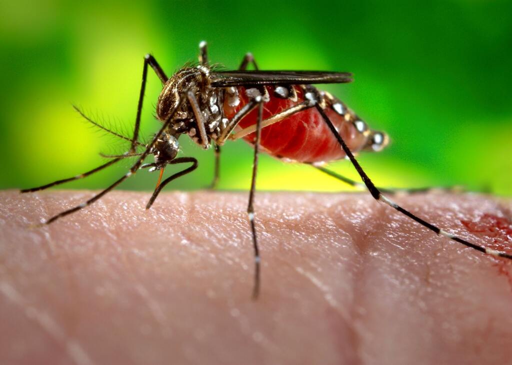 HE busca voluntários para estudo de vacina contra a dengue