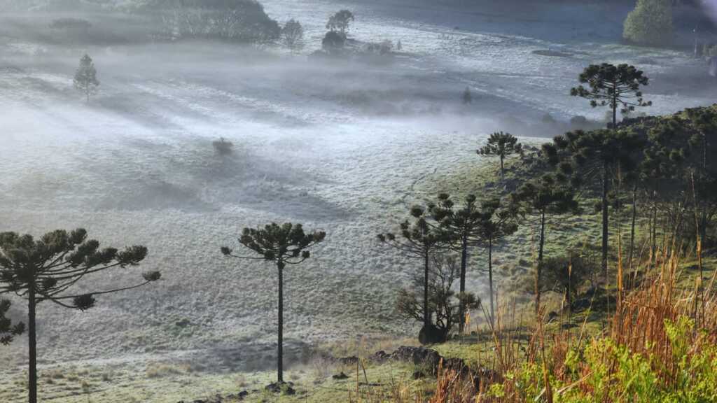 Serra Catarinense registra quatro dias consecutivos de geada em novembro