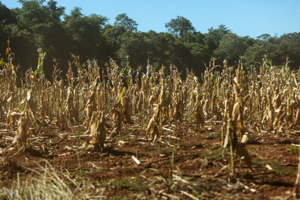 Foto: Gustavo Mansur / Palácio Piratini - Programa tem quase 13 mil beneficiários