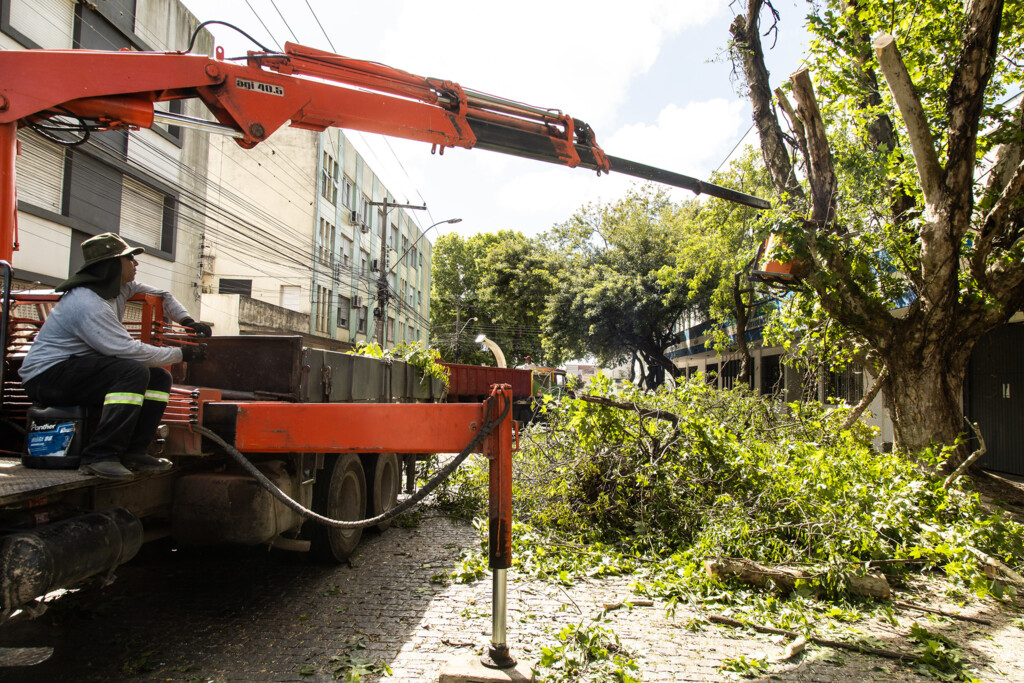 Prefeitura realiza manejo arbóreo no Centro