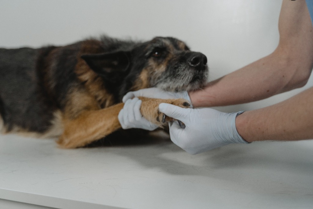 Como prestar primeiros socorros ao pet?