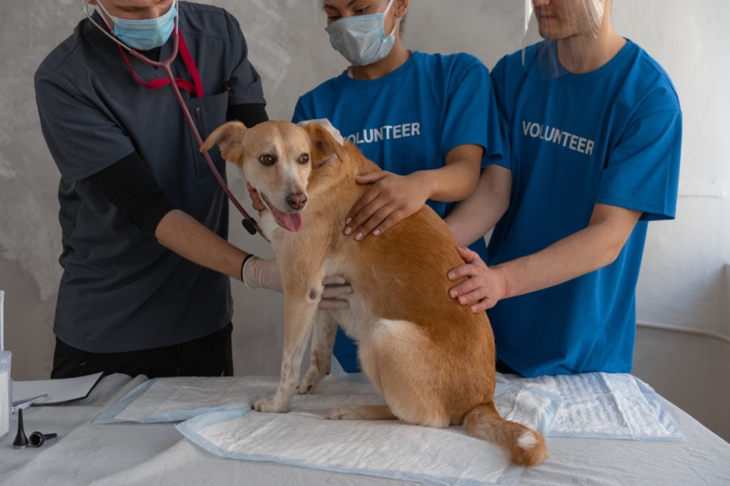 Outubro Rosa: entenda sobre o câncer de mama em pets