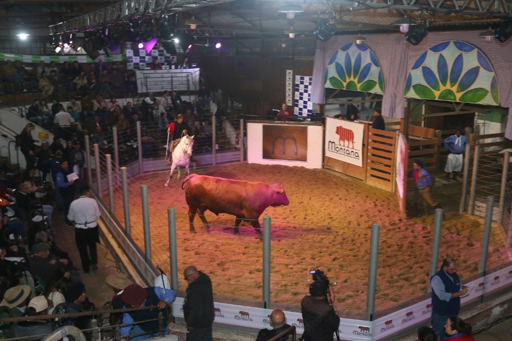 Venda de animais na Expofeira já supera os R$ 1,68 milhão