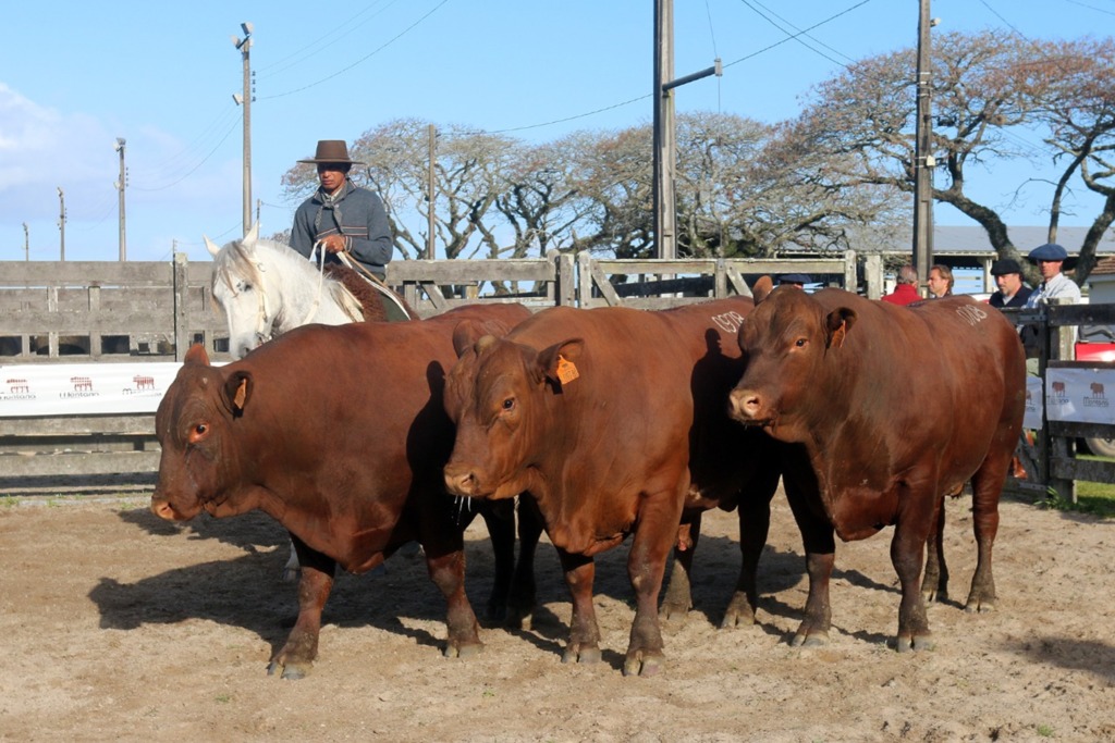 Composto Montana define os grandes campeões da Expofeira