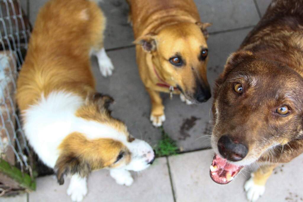 Agosto fechou com 350 castrações de cães e gatos