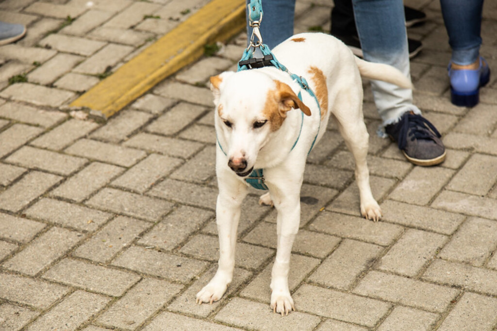 Feira de adoção de cães movimenta a Dom Joaquim