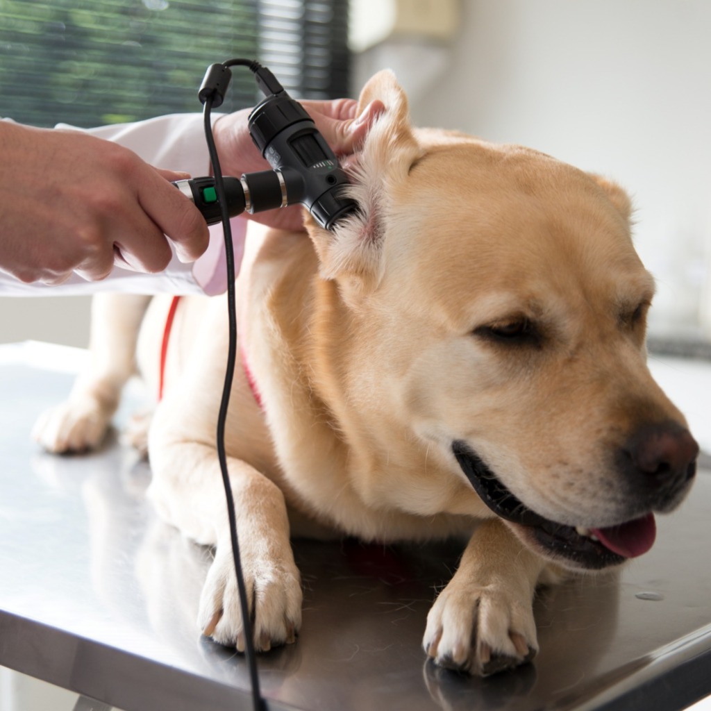 Otites em cães e gatos: como tratar e evitar?