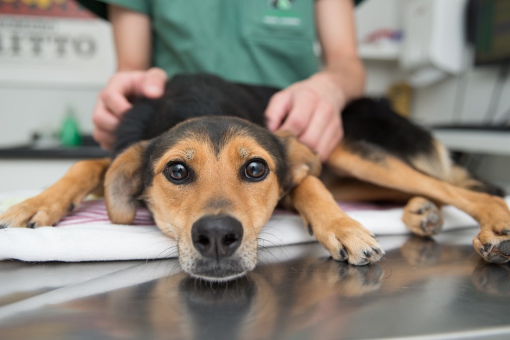 Adoção: o que é preciso saber para mudar a sua vida e a de um pet