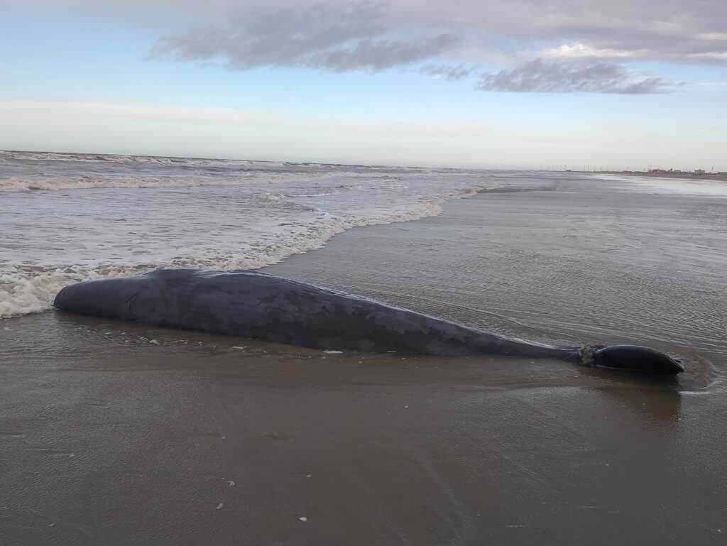 Baleia Cachalote é encontrada morta na praia do Cassino