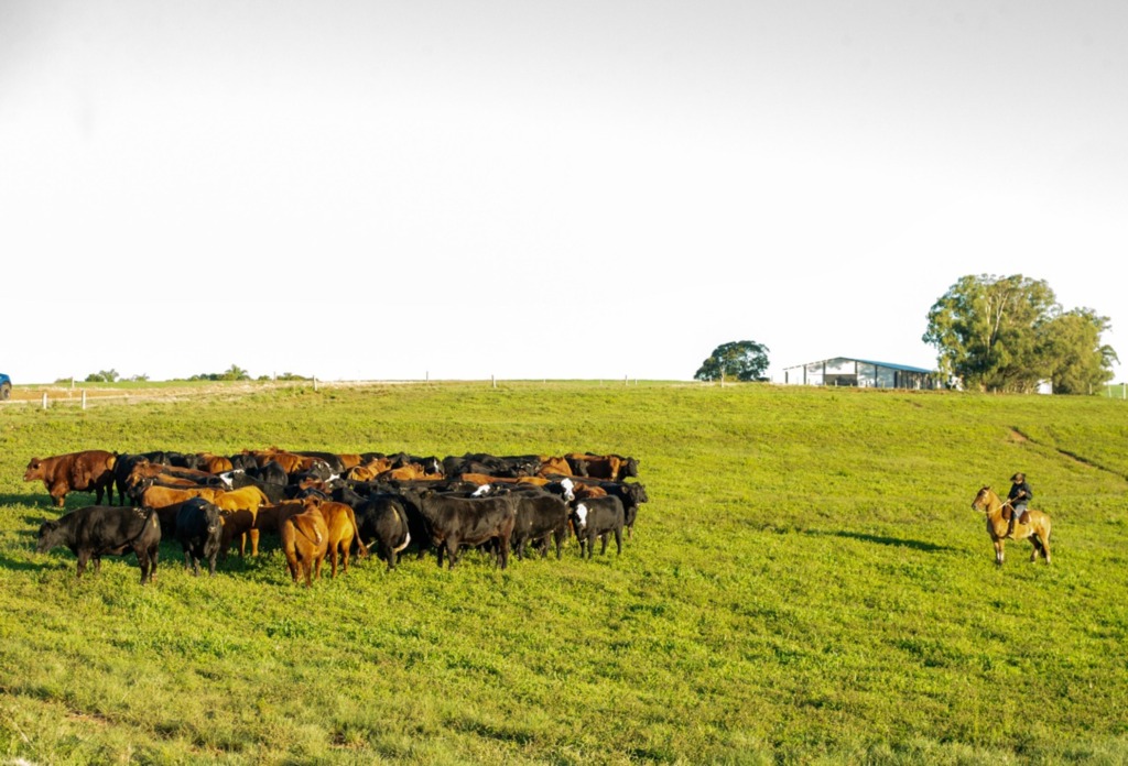 Pecuaristas gaúchos buscam exemplo uruguaio para organização da cadeia
