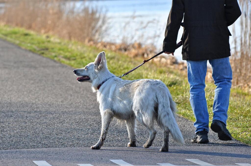 Coleiras e enforcadores: um risco para o cão