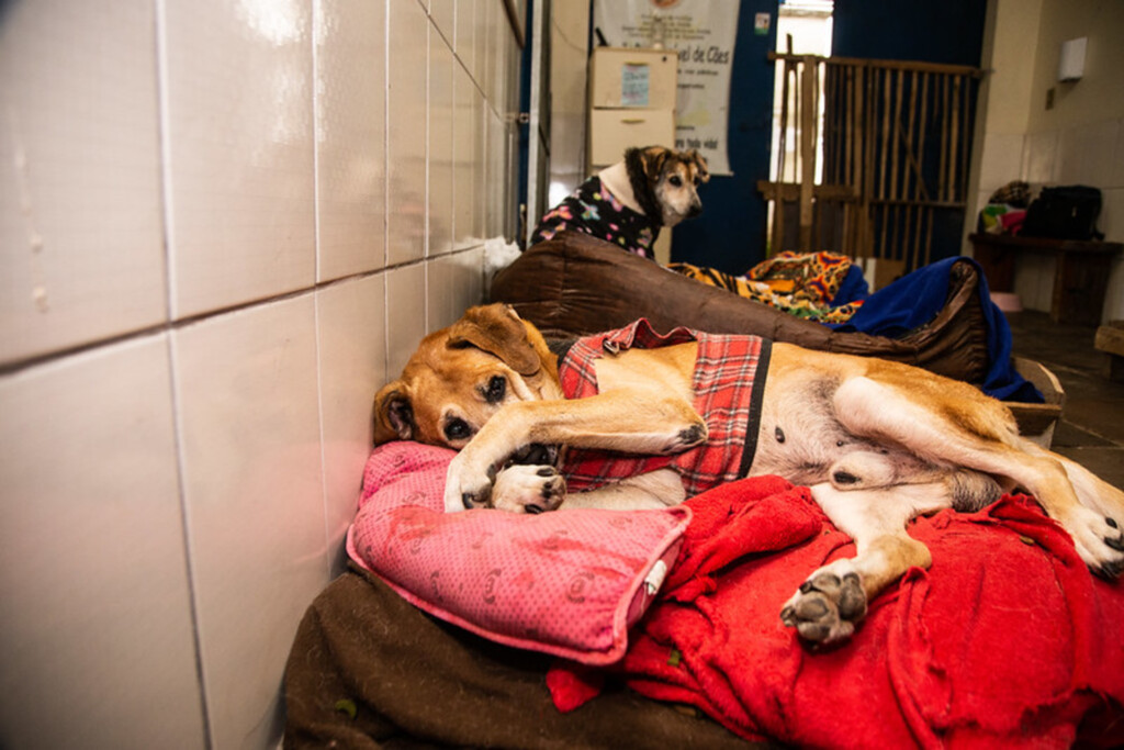 Canil e Gatil municipais têm 49 animais para adoção