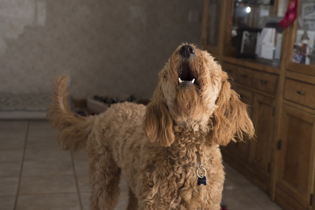 Como lidar com cães barulhentos?
