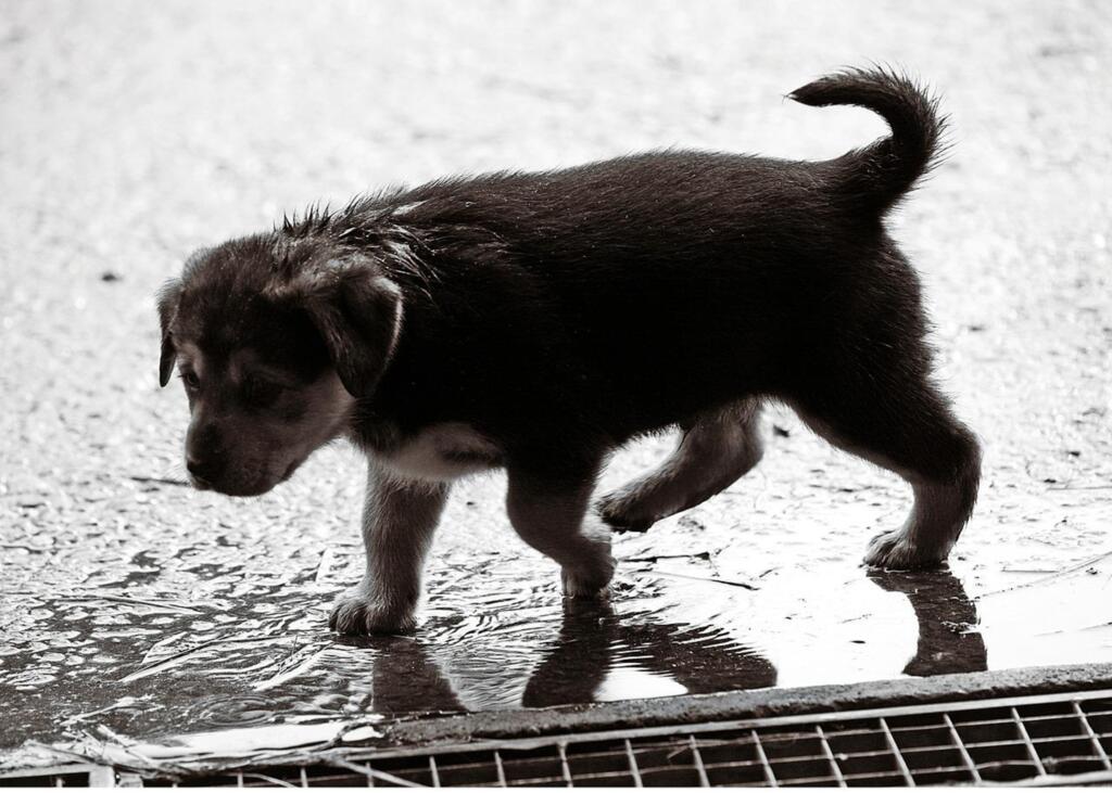 O clima do inverno pode ser um vilão para os pets
