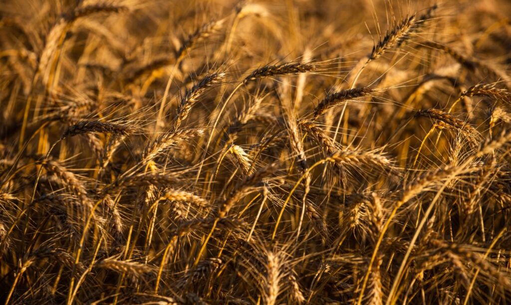 Condições climáticas favorecem o plantio e desenvolvimento do trigo