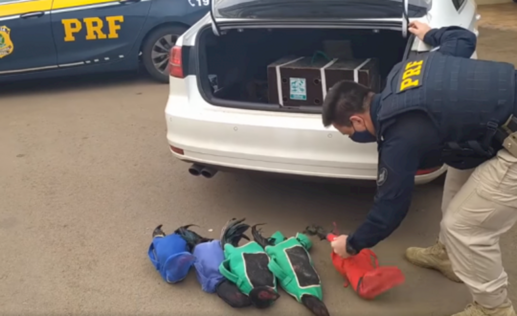 Vídeo: Prefeito é preso transportando galos de rinha em carro oficial