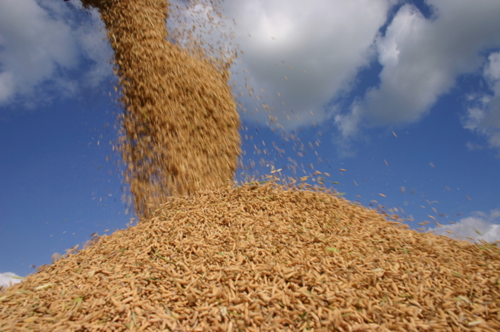 Foto: divulgação/Irga - Para o arroz a estimativa é de 10,6 milhões de toneladas