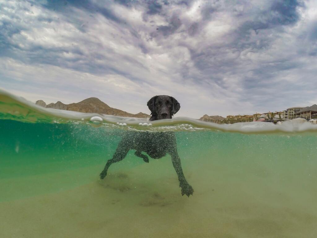 Calor aumenta o surgimento de problemas de pele em pets