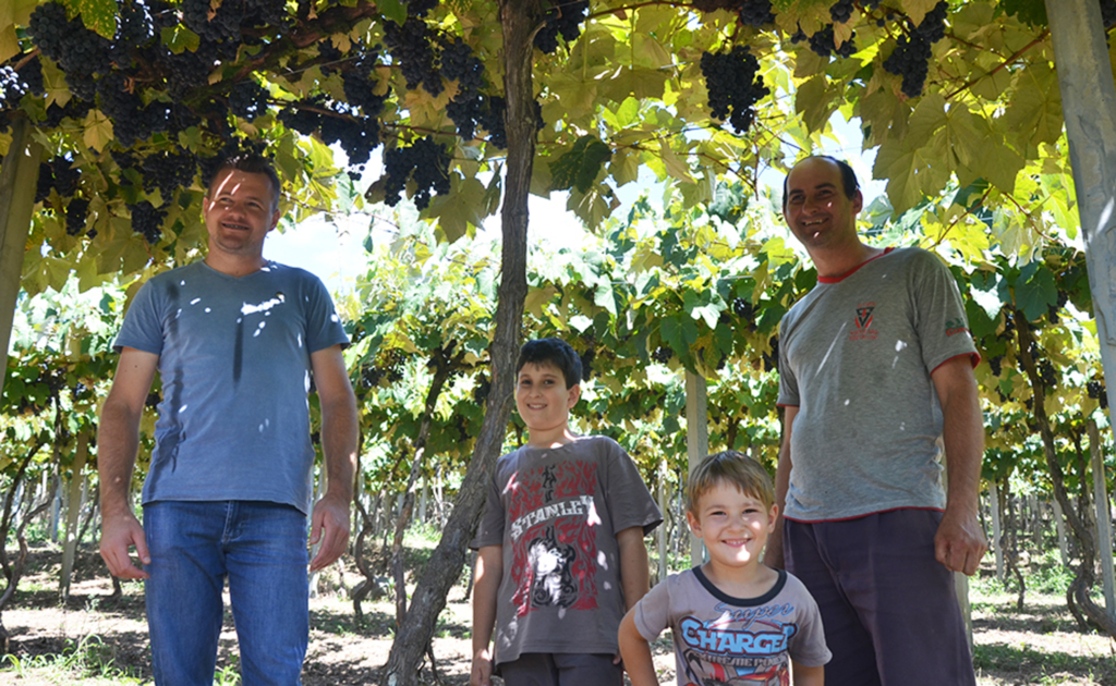 Expectativa de boa colheita de uva em Celso Ramos