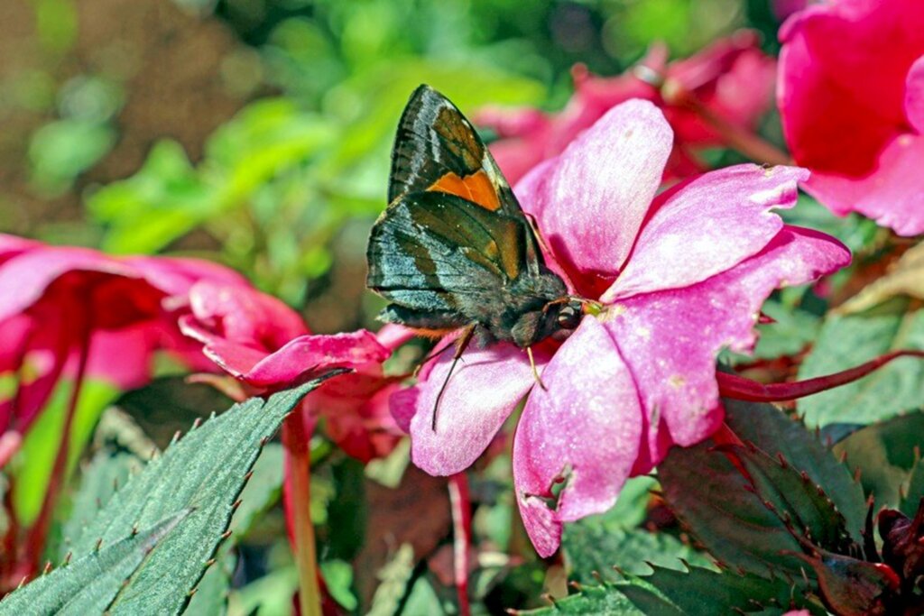 Primavera será um pouco mais fria do que o normal em SC