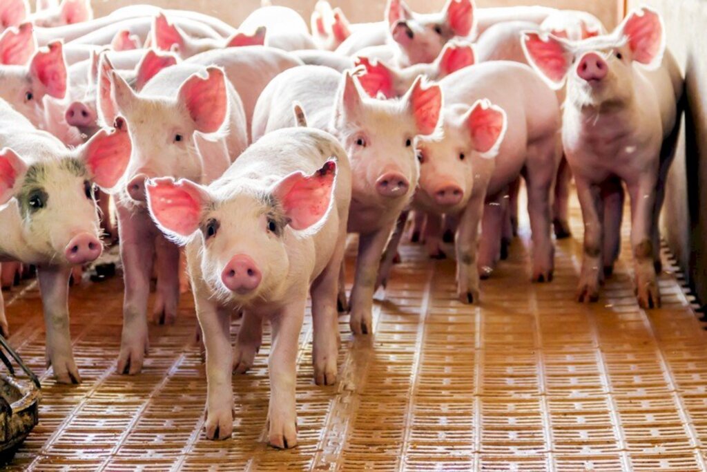 Santa Catarina comemora abertura do mercado canadense para a carne suína produzida no estado