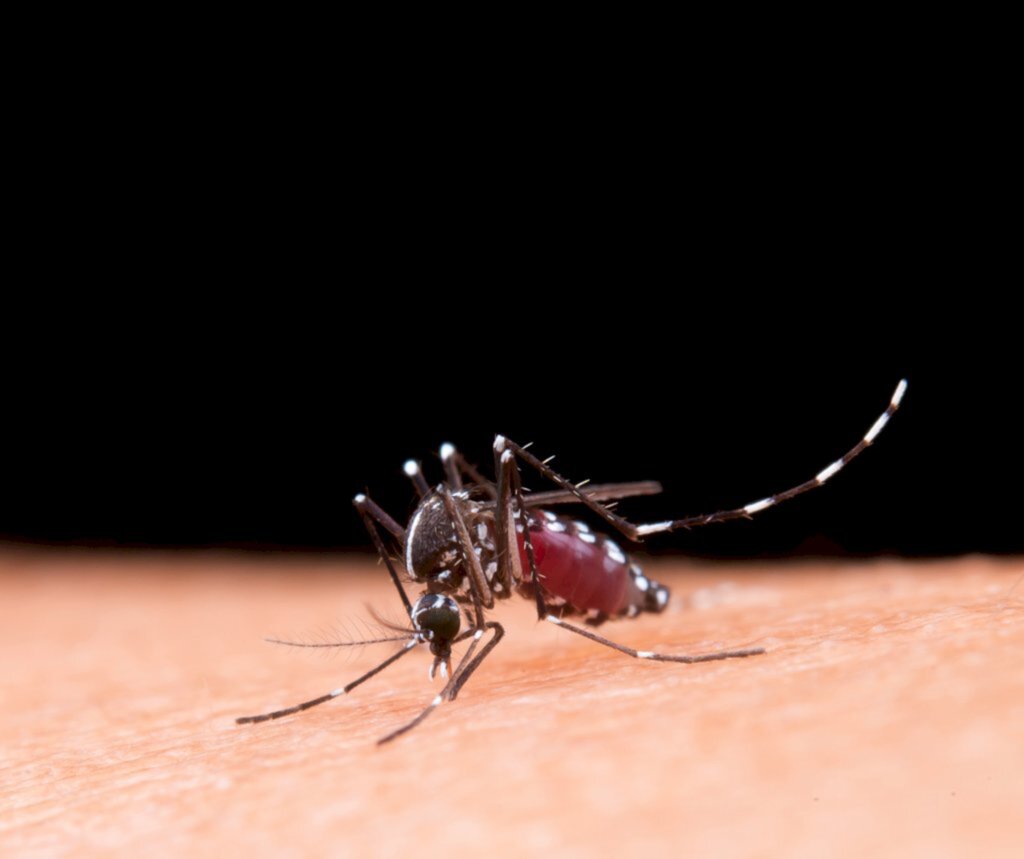 Sobe para 16 o número de cidades de SC com epidemia de dengue
