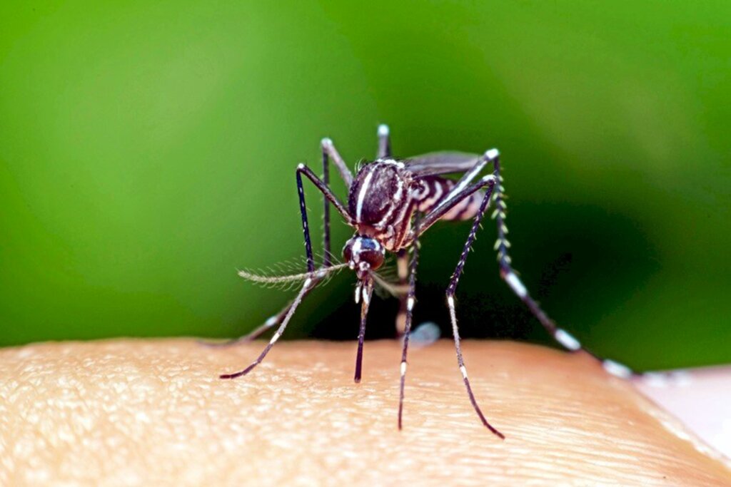 Secretaria de Saúde faz alerta sobre o aumento de casos de dengue em Santa Catarina
