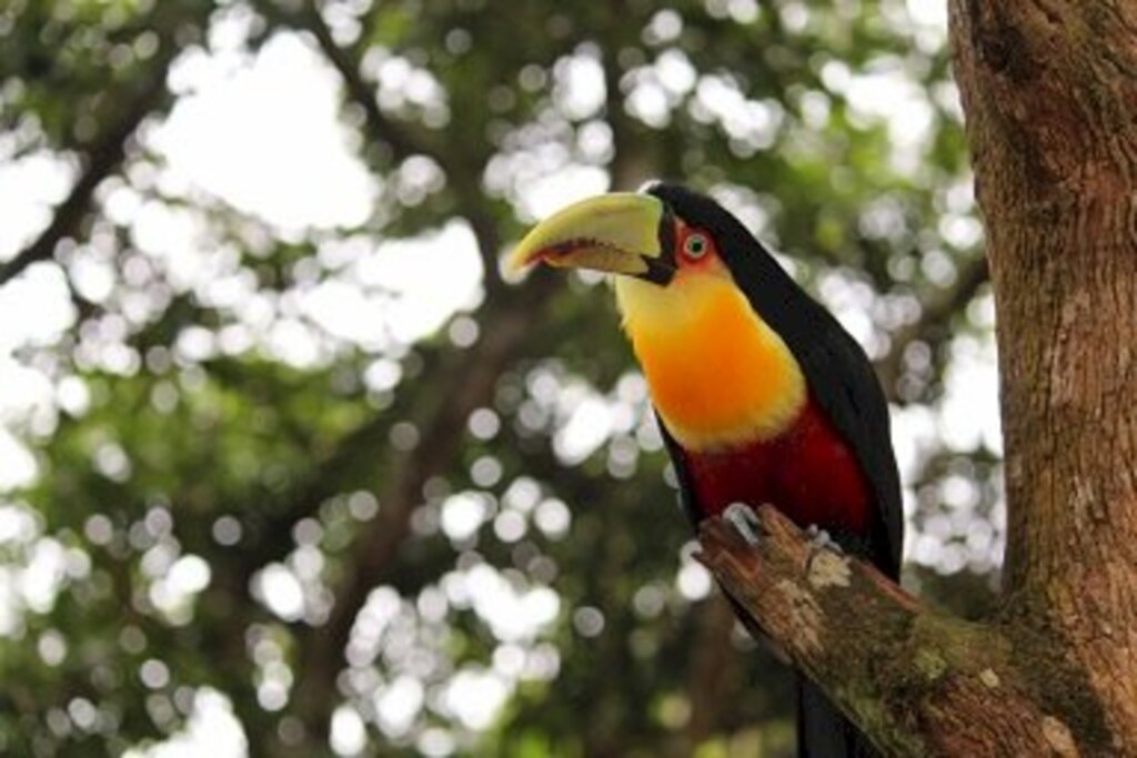 Parque Ecológico de Maracajá estará aberto no Feriado