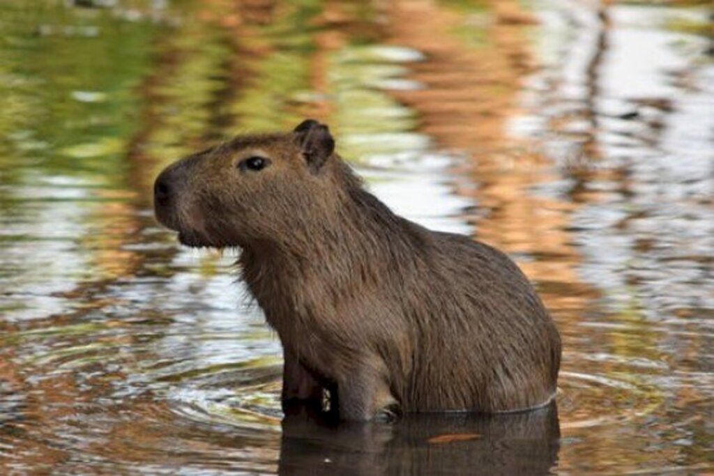 Concessionária é responsável por capivara que cruzou pista e causou colisão na Freeway