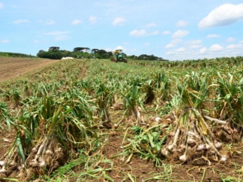 Com ajuda do clima, Santa Catarina recupera produtividade do alho e colhe boa safra