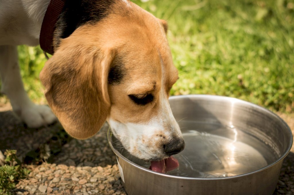 Calor intenso requer cuidados extras com os animais domésticos