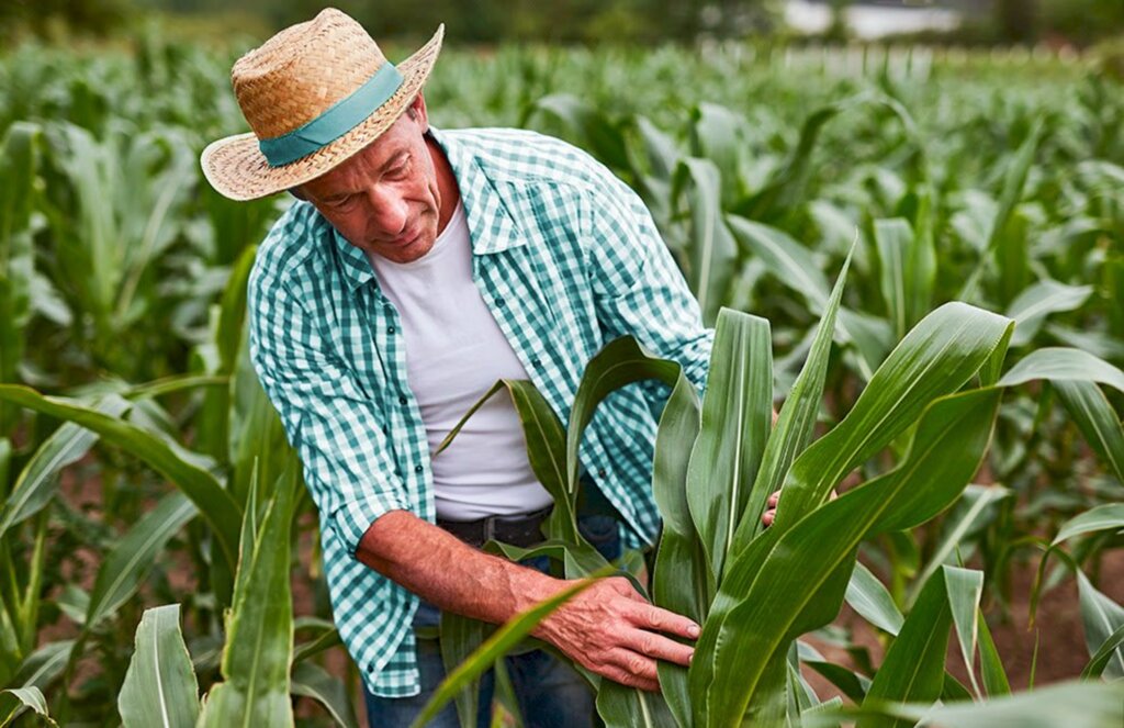 Em oito meses, Sicoob liberou mais de R? 14 bilhões em crédito rural