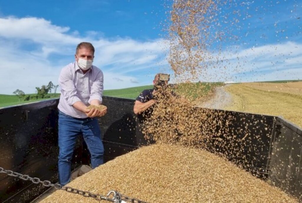 Estado investirá R$ 10 milhões para incentivar o cultivo de cereais de inverno em Santa Catarina