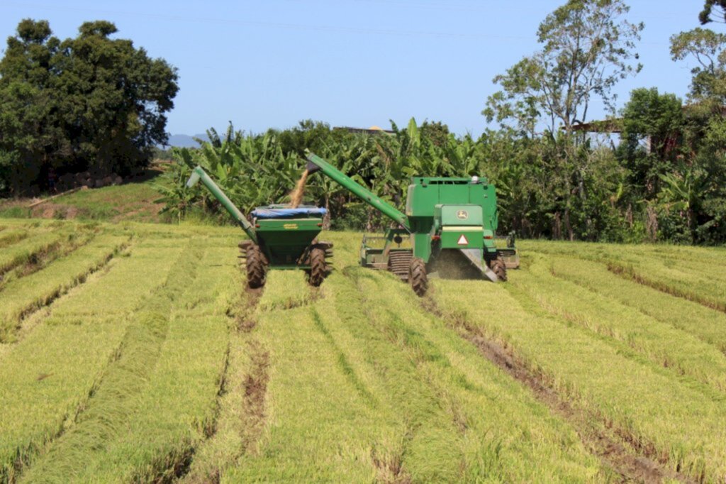 Produtores de arroz de Meleiro colhem uma safra com maior produtividade em relação a 2021