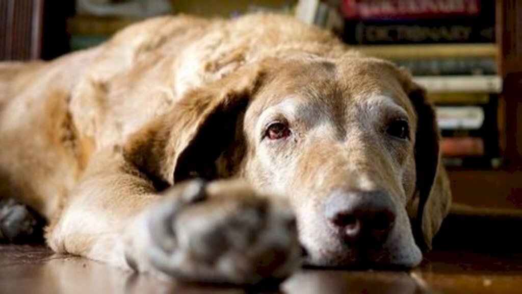 Fevereiro Roxo faz alerta sobre o 'Alzheimer animal'