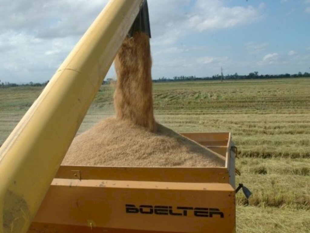 Epagri sedia abertura oficial da colheita de arroz na sexta, 11, em Itajaí