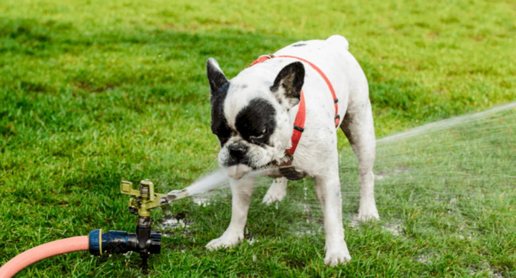 Onda de calor: cães e gatos estão mais vulneráveis à hipertermia