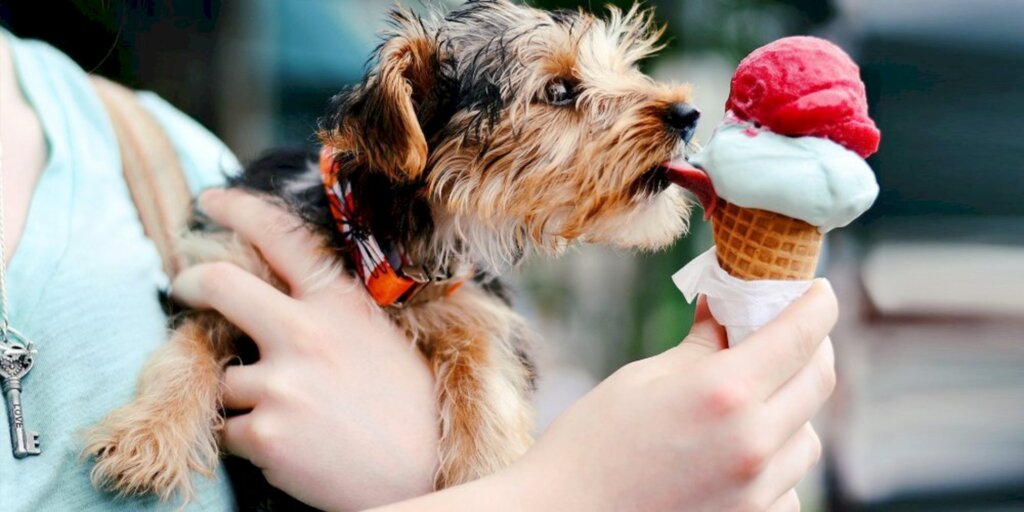 Receitas de picolés para cachorro