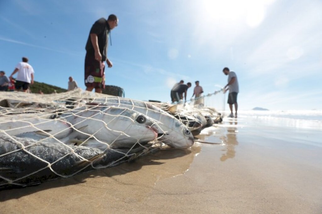 Governo do Estado publica medidas de proteção para pesca de arrasto de praia de tainha