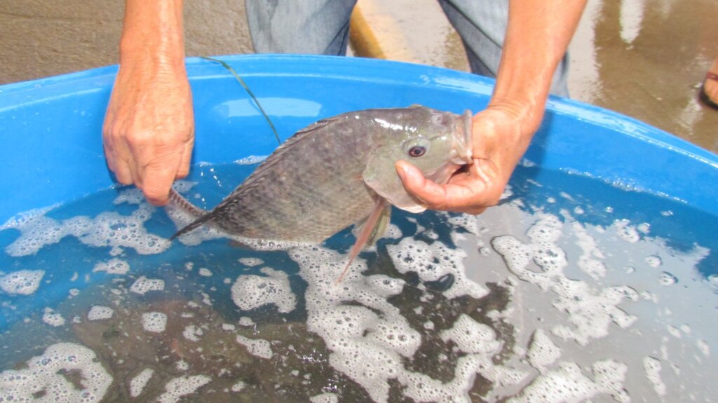 Feira de Saberes e Sabores de Jacinto Machado terá peixe vivo na Quinta-Feira Santa